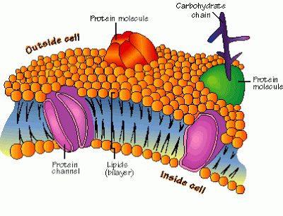 Cell Membrane Goo is Good!