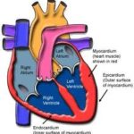 Heart Nutrients