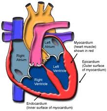 Top 12 Heart Nutrients Part 2