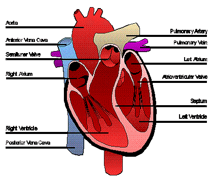 Heart Disease Simplified