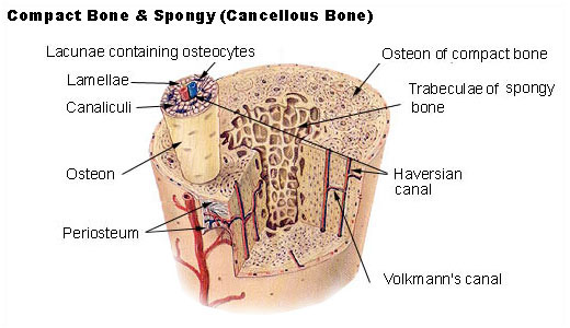 Bone and Tissue Building Nutrients