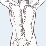 Lymphatic System is part of Immune System