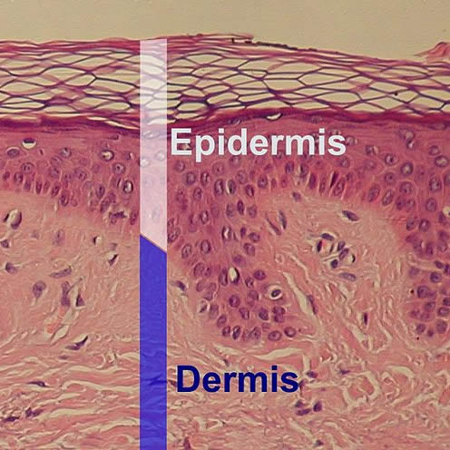 The Skin Law of DermoDynamics