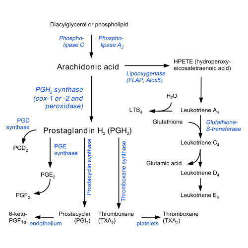 Prostaglandin