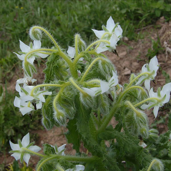 Omega 6 EFAs Borago flower