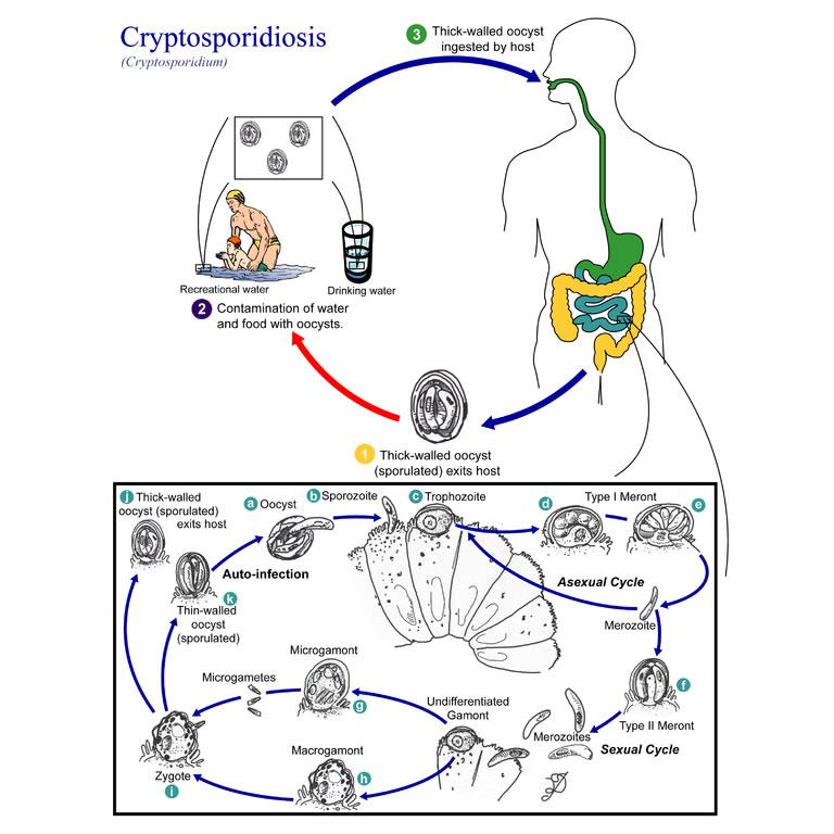 Cryptosporidium Contamination