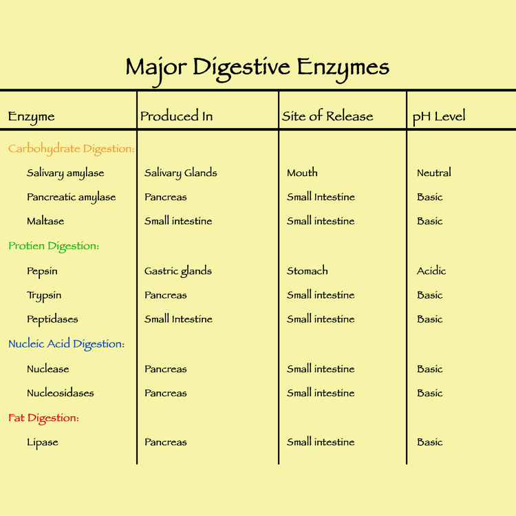 Enzyme Nutrition