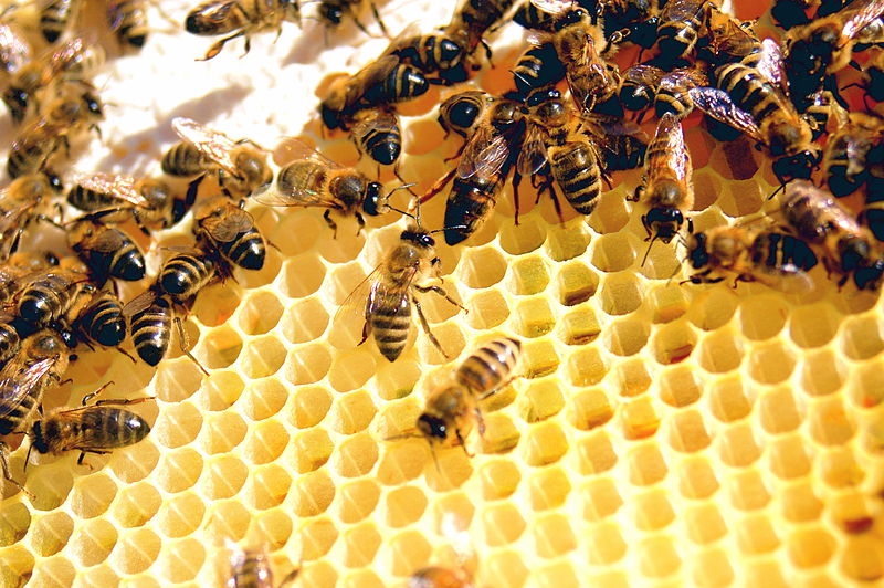 The Importance of Prostaglandins, or “Worker Bees”